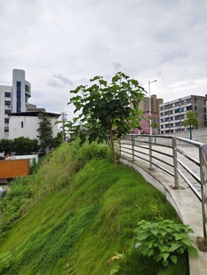 城市绿化斜坡景观