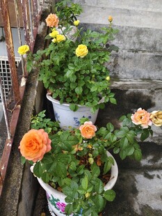 多彩盆栽玫瑰绽放生机