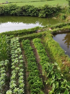 田园 菜园