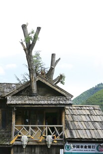 古朴木屋顶的奇特枯树造型