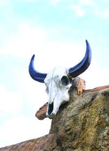 牛头骨置于岩石上