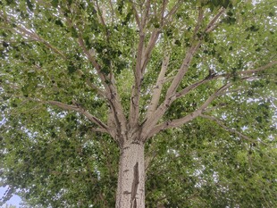 高大挺拔的绿树