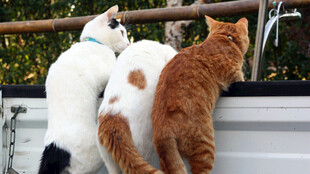 三只猫咪趴车上看风景