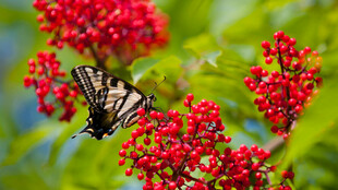 蝴蝶停驻红果绿叶间
