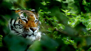 丛林中凝视的老虎