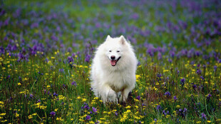 白狗在花海中欢快奔跑