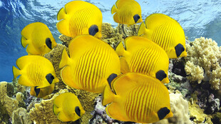 群聚的黄色条纹蝴蝶鱼