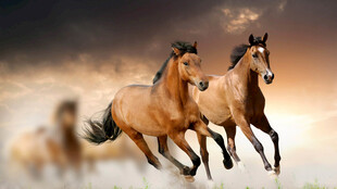 奔腾骏马 尽显自由奔放