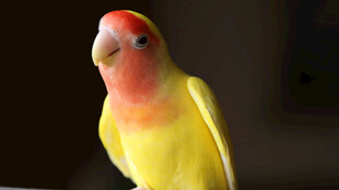 色彩艳丽的可爱鹦鹉