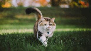 草地上奔跑的可爱猫咪