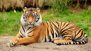 卧于草地的斑斓猛虎