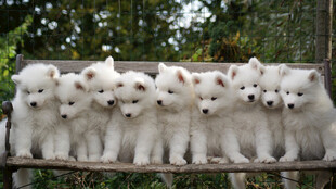 一排可爱小白狗