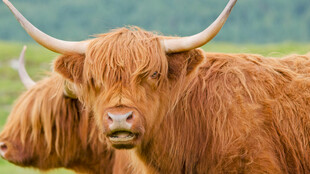 苏格兰高地牛特写