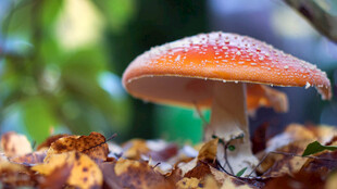 森林中的橙色蘑菇