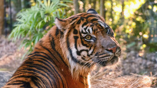 森林中的威严老虎