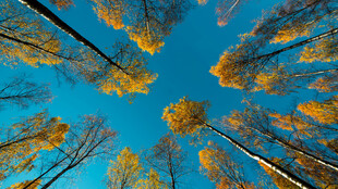 仰观秋日挺拔树木