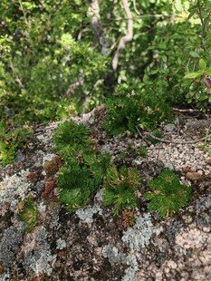 林间苔藓与绿植景观