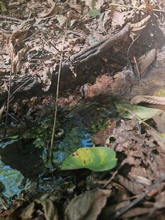 森林中色彩斑斓