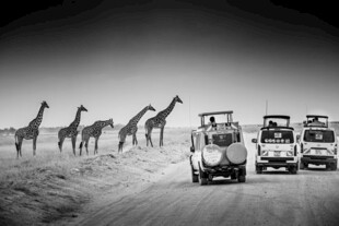 车队与长颈鹿