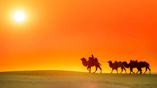 沙漠驼队