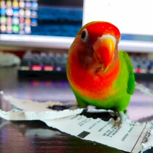 鹦鹉