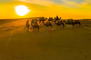 沙漠驼队
