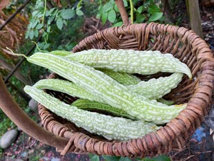 篮子里的新鲜苦瓜
