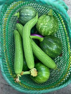 篮中的新鲜瓜类蔬菜