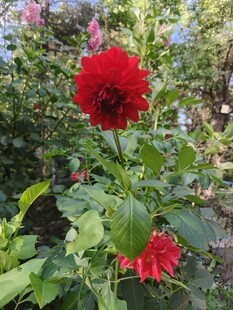 娇艳红花朵于绿叶间绽放