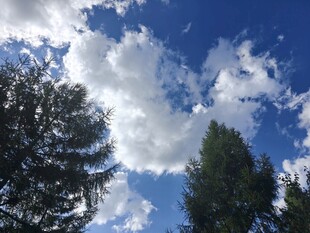 蓝天白云下的葱郁树木