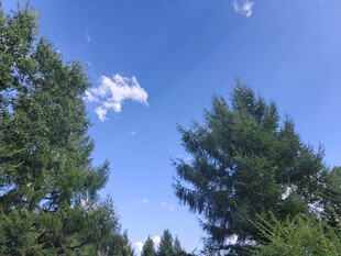 蓝天绿树间的清新景致