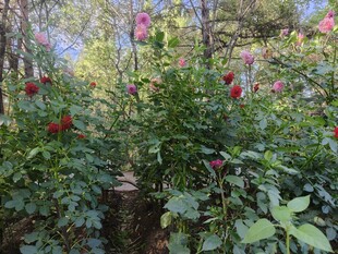 繁花盛开的林间植物景观