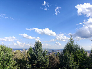 蓝天白云下的葱郁树林