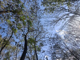 仰望秋日林间斑驳天空