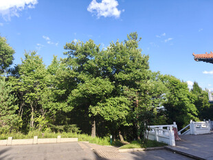 绿树成荫的户外场景