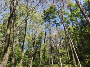 春日茂密森林景象