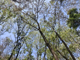 仰视葱郁树林蓝天景象