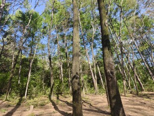 阳光照耀下的茂密树林