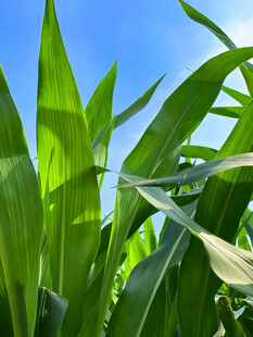 蓝天下翠绿的叶子