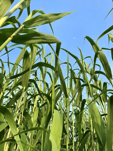 蓝天下农作物绿叶