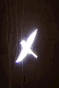 夜空中发光的飞鸟