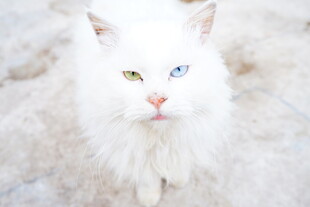 异瞳白猫的优雅瞬间