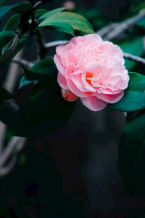 娇艳粉色山茶花特写