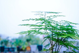 嫩绿枝叶展现清新生机