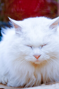 闭眼的长毛白猫