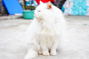 戴红角的白毛猫咪