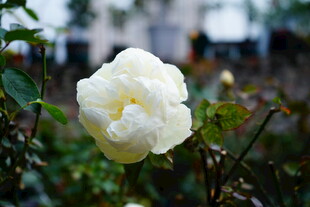 洁白绽放的美丽月季花