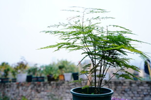 盆栽绿植 清新自然景致