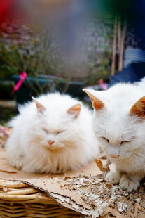 两只白猫惬意躺卧