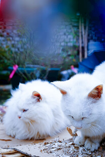 三只白毛猫咪惬意休憩